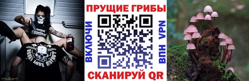 наркота  Верхотурье  Галлюциногенные грибы Cubensis 